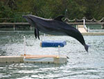 Dolphin Cove Admission and Jungle Trail - Paradise Vacations Transport Service Montego Bay, Jamaica - St. James PO # 2, Jamaica West Indies -  http://www.paradisevacationsjamaica.com; E-mail: paradisevacationsja@yahoo.com