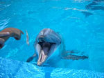 Dolphin Cove Admission and Jungle Trail - Paradise Vacations Transport Service Montego Bay, Jamaica - St. James PO # 2, Jamaica West Indies -  http://www.paradisevacationsjamaica.com; E-mail: paradisevacationsja@yahoo.com